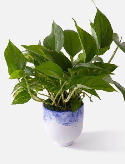 The Fresco-NF-K-00041